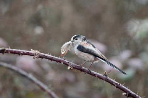 Birds Keeping warm