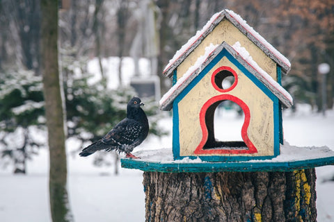 bird shelter in winter