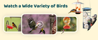 birdfy-cam-new-banner7.jpg__PID:b2041224-7bfd-40ef-bcf0-dce58a7621a6