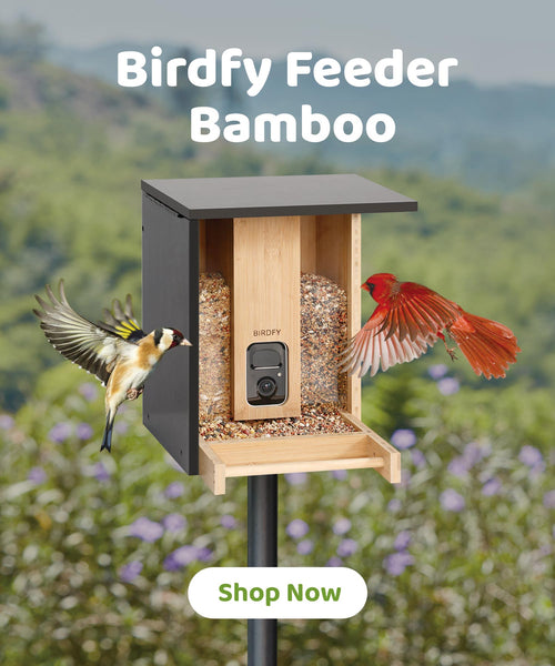 birdfy-feeder-bamboo-spring-banner-mobile.jpg__PID:c9417d52-061f-4ea0-bc61-30e4ad527325