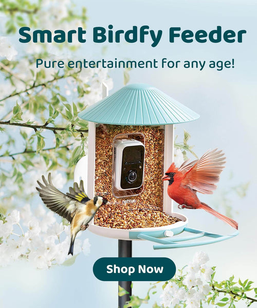 birdfy-feeder-spring-banner-m.jpg__PID:8c415ae4-731e-40ac-8d77-2c51e10305a8