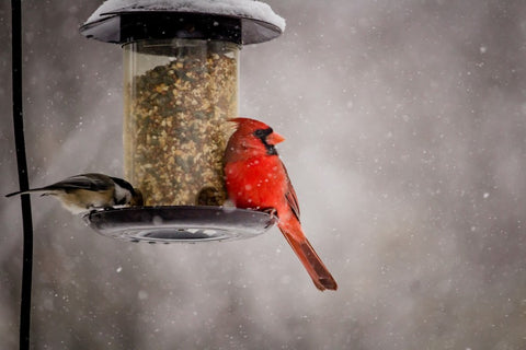 cardinals and bird feeders