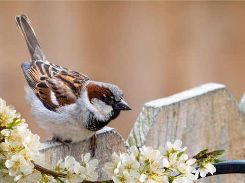 sparrow and flowers
