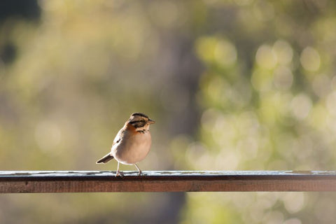 a cute bird on the fence