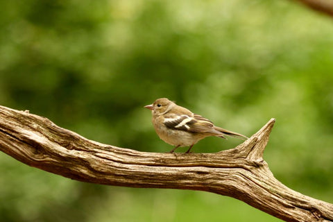 cutie bird on a branch