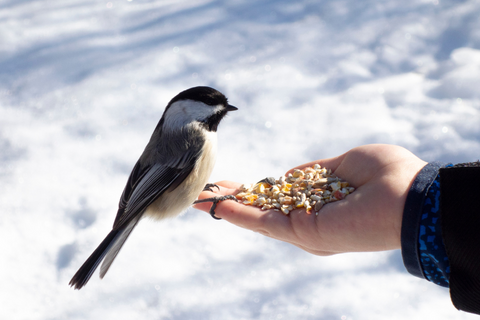 Helping Birds