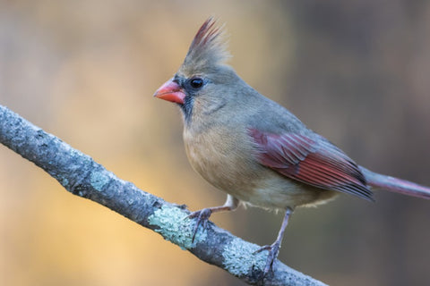 female cardinals