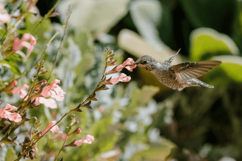 birds and flowers