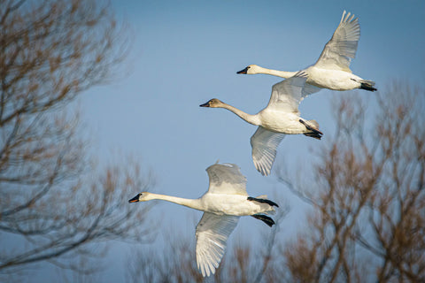 Swan flying