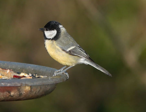 great tit and sunflower seeds
