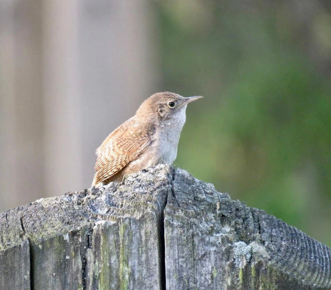 House Wren, Photo Credit Matt Young