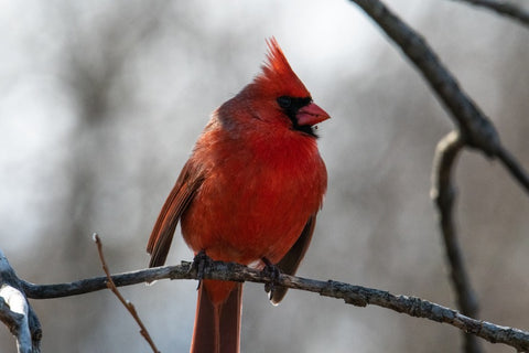 male cardinals
