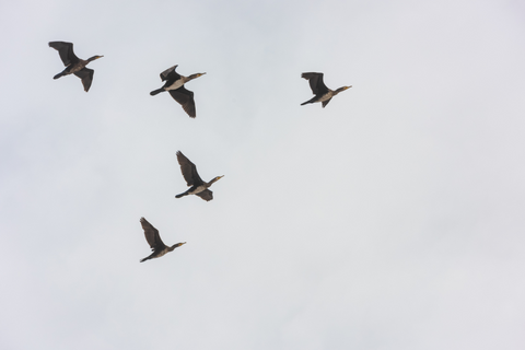 Birds Migrating