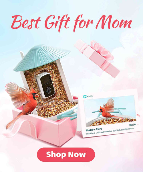 mother's-day-birdfy-feeder-banner-m.jpg__PID:a7f88a00-ebcc-47db-9eb7-8df320e61b96