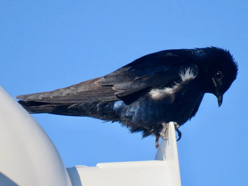 Purple Martin, Photo Credit Matt Young