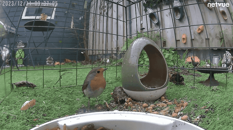 robin in backyard
