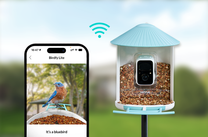 Birdfy Feeder with Solar Panel - Smart & Eco-Friendly