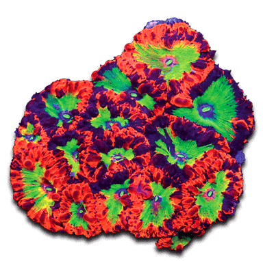 Blow Pop Zoanthids Coral – Top Shelf Aquatics