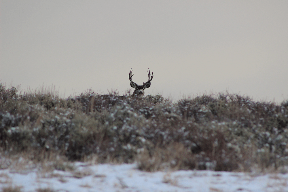 White Tail Buck in the distance