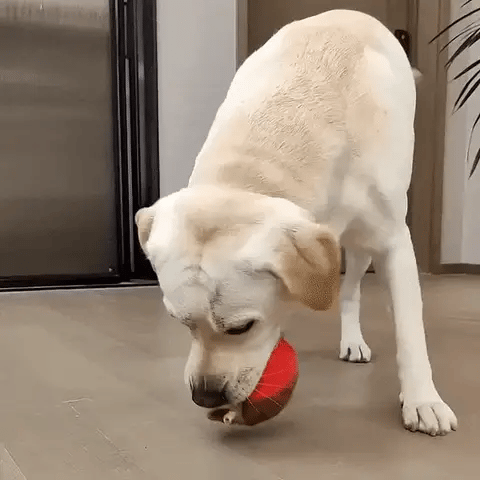 Gif 3.webp__PID:c0b9690d-7ec5-49e9-88e2-0a9a5c3e62be