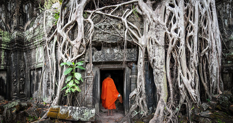 Tongkat ali monks