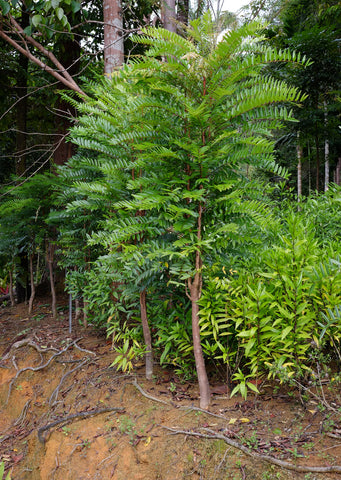 Tongkat ali tree