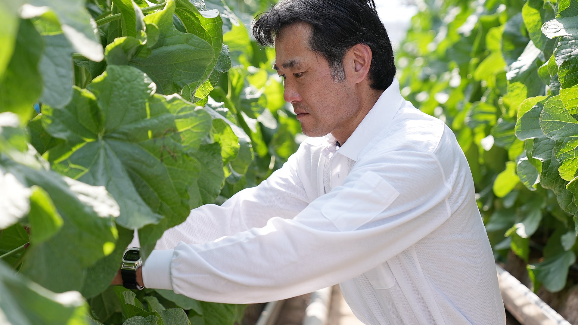 Japanese luxury fruit farmer working