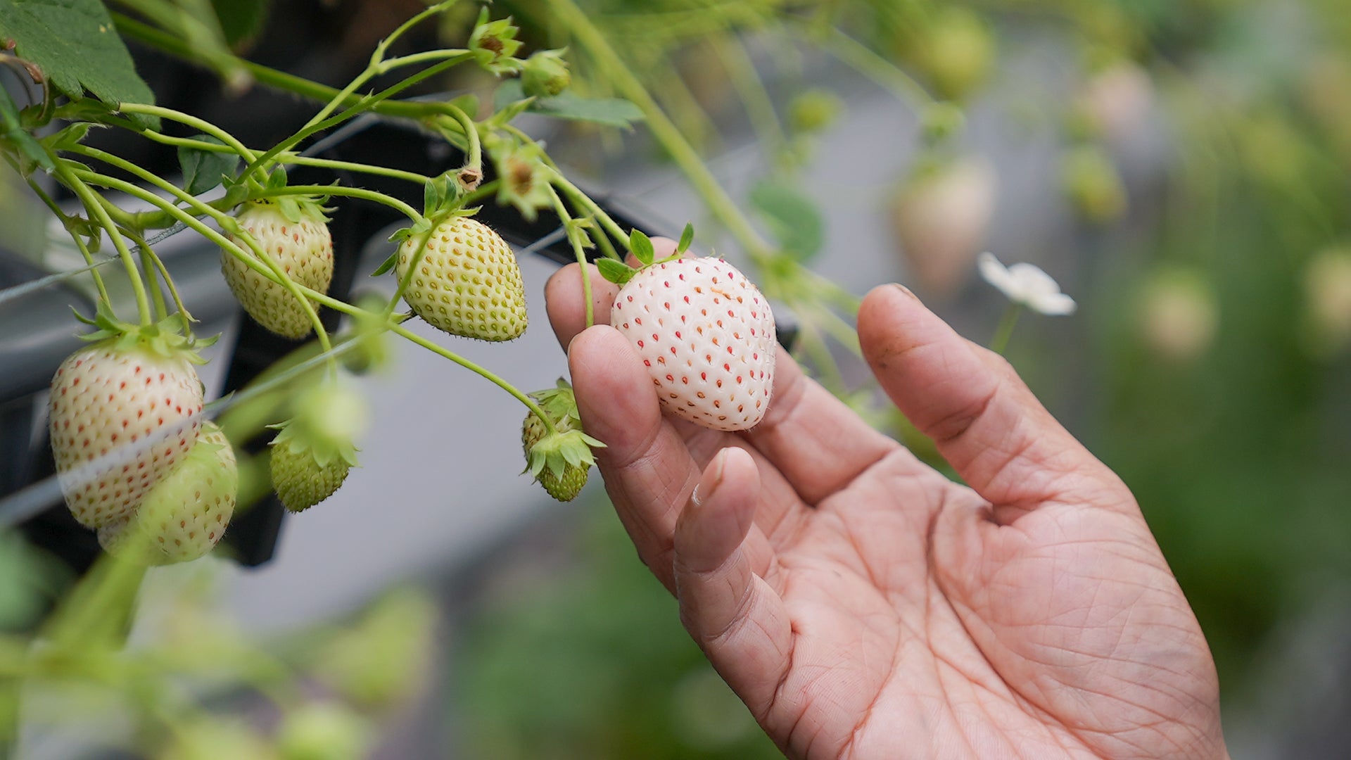 Japanese luxury strawberries in farm