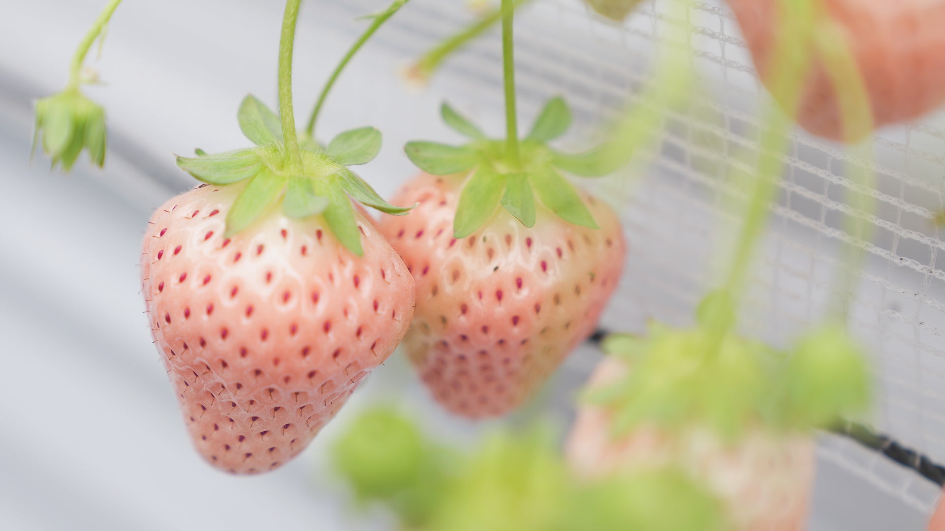 Japanese white strawberries