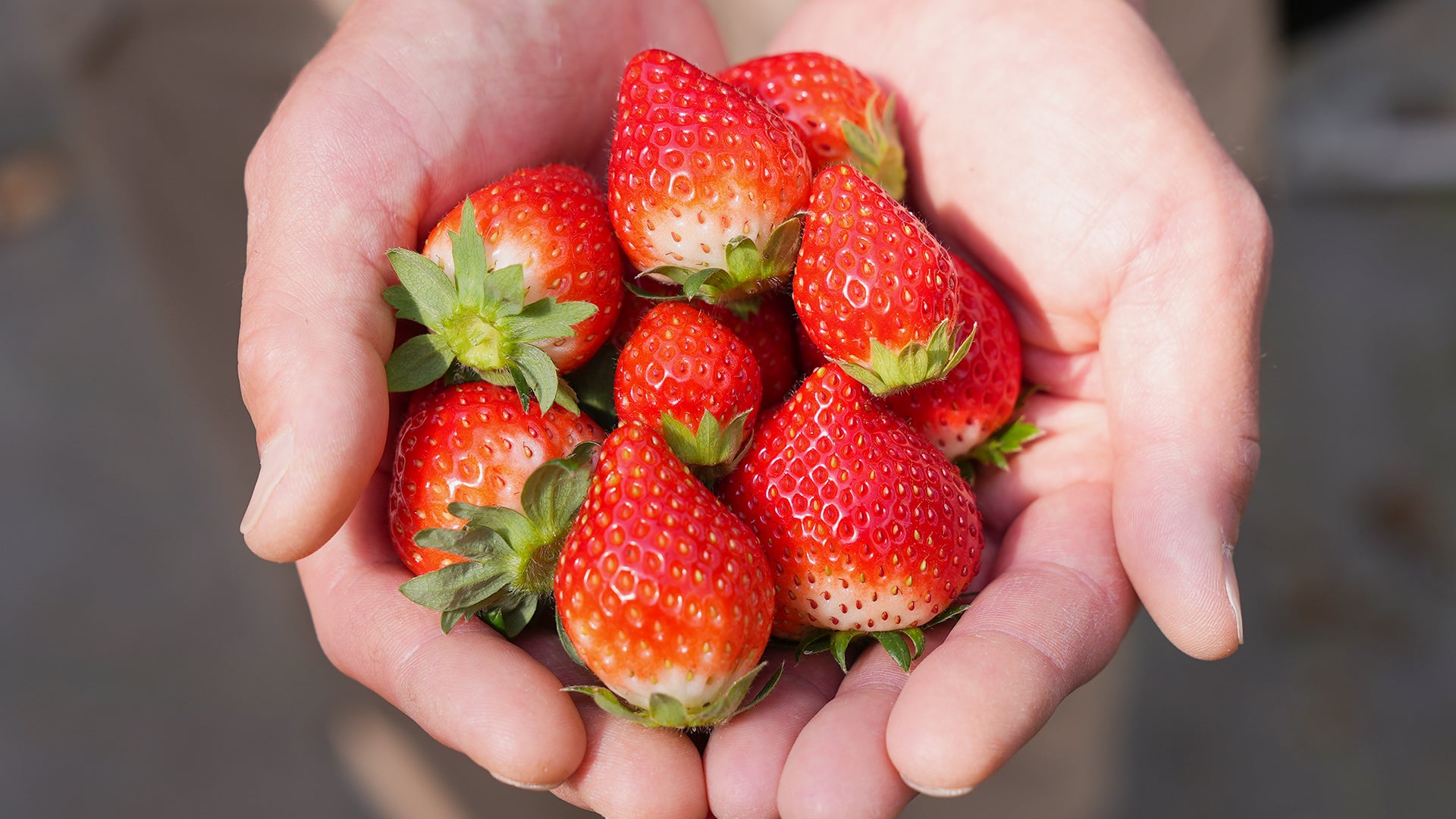 Japanese luxury strawberries picked