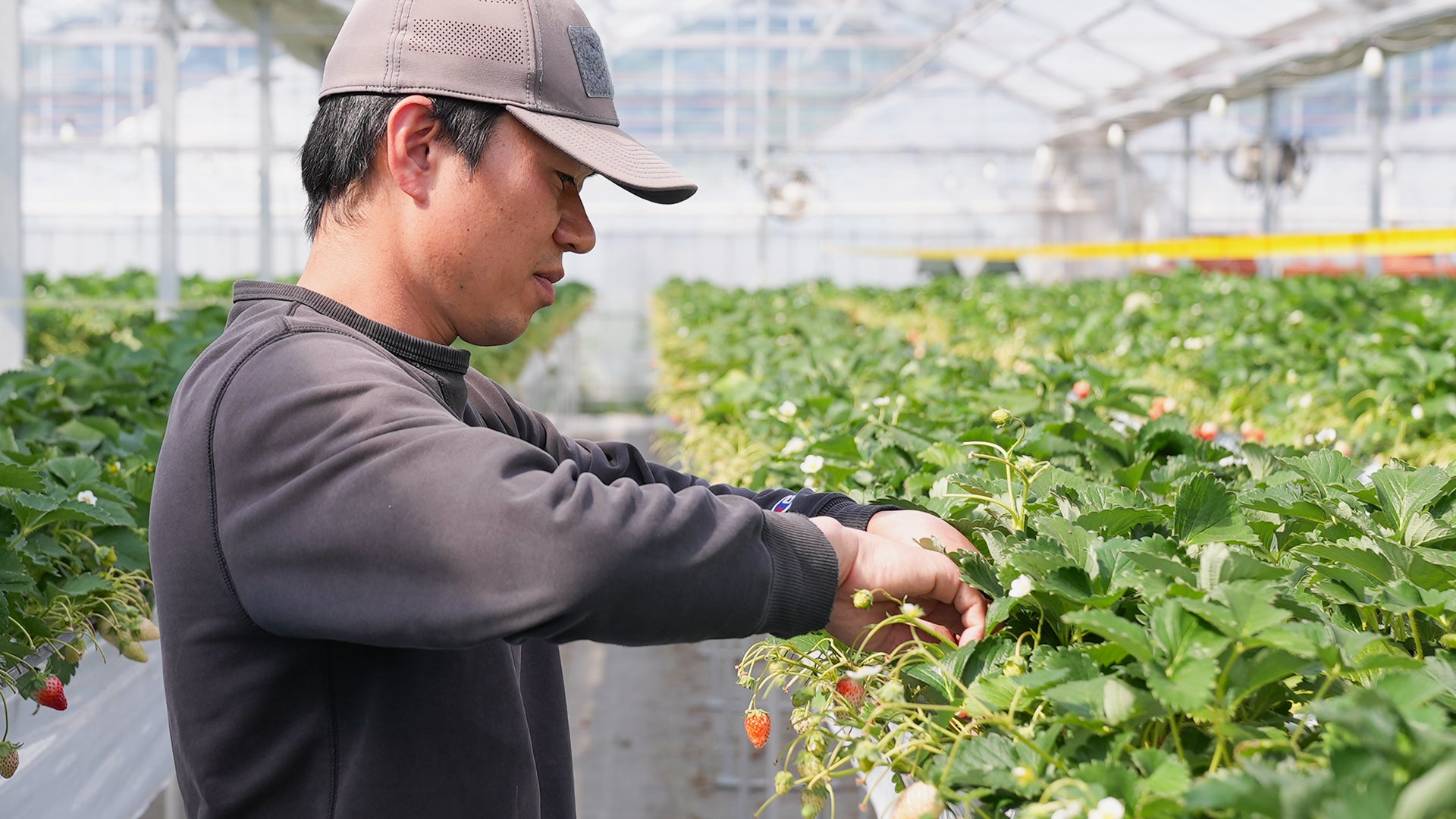 Japanese strawberry farmer working