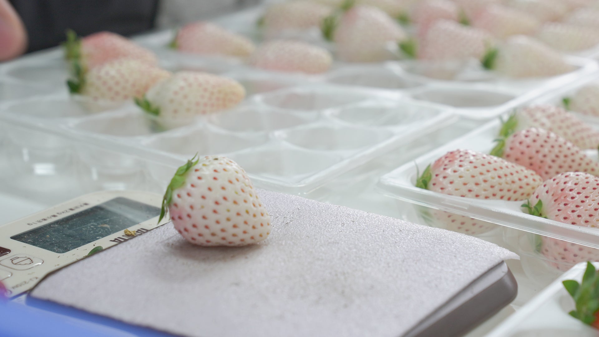 Image of strawberries being weighed