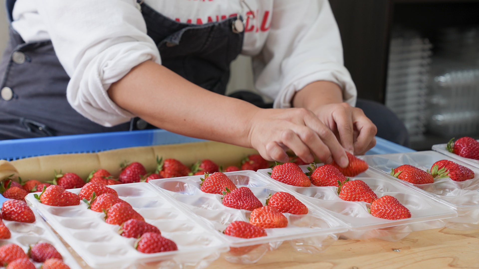 Image of strawberries being inspected
