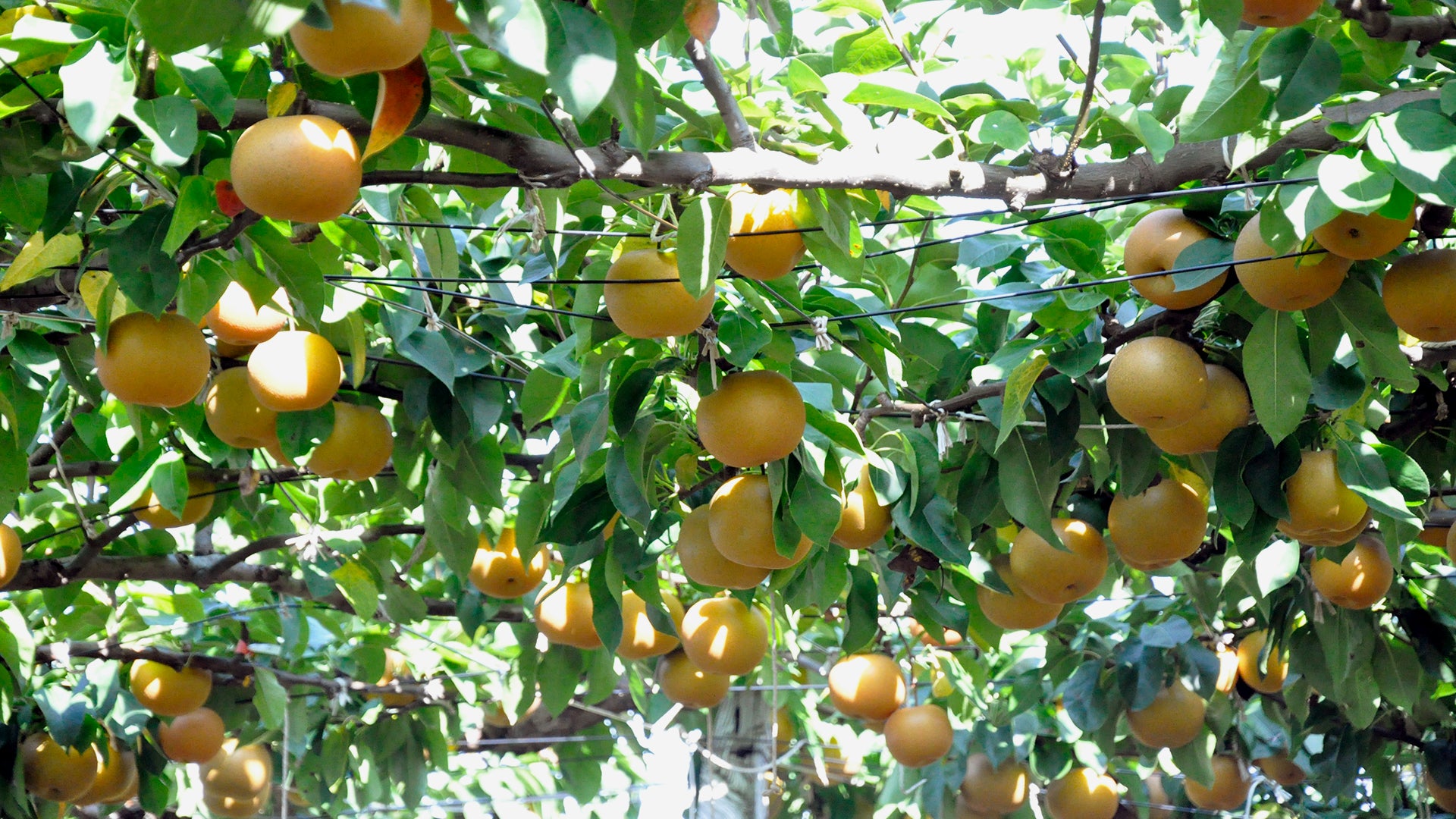 Japanese Pears (Nashi pears) on a tree