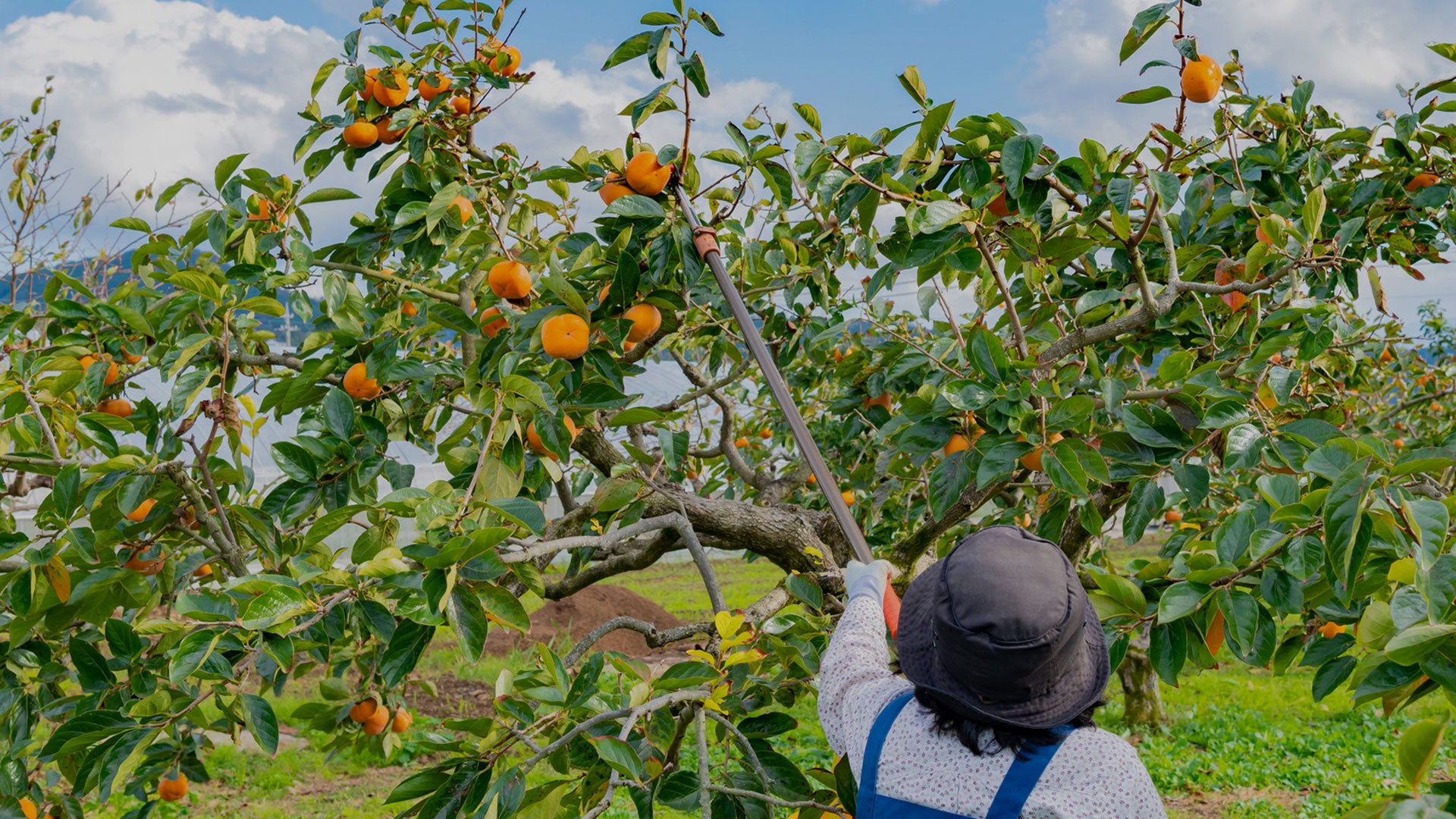 Japanese persimmons on a tree farmer working