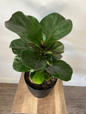 Ficus lyrata (fiddle leaf fig)