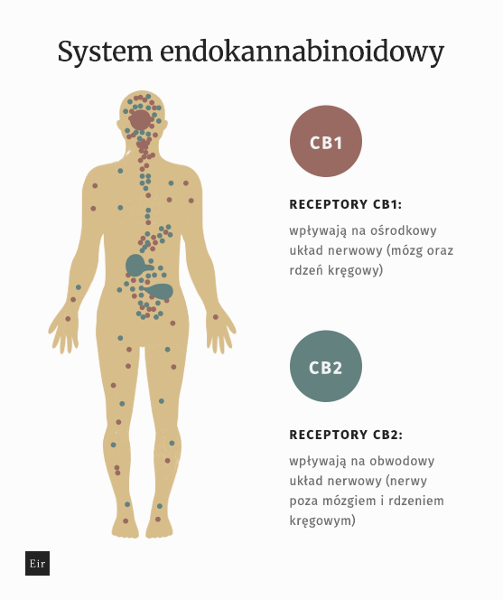 Schemat układu endokannabinoidowego