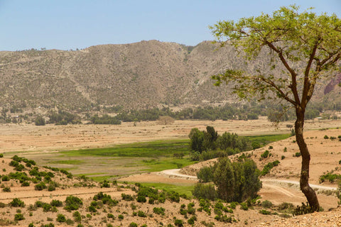 Ethiopia's Green Miracle | Themenbüro