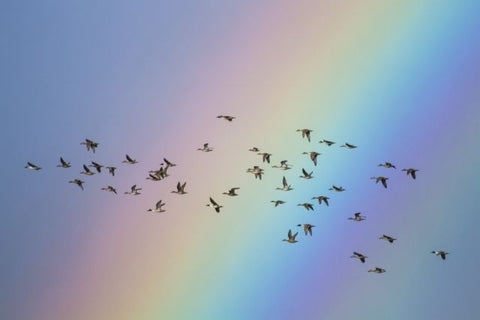 虹と空飛ぶ鳥の群れ