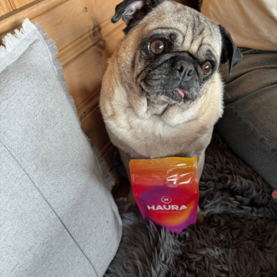 A pug with its tongue out sitting next to a colorful candle.