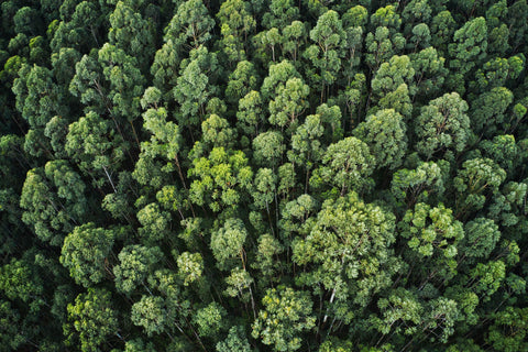 Forêt vue d'en haut