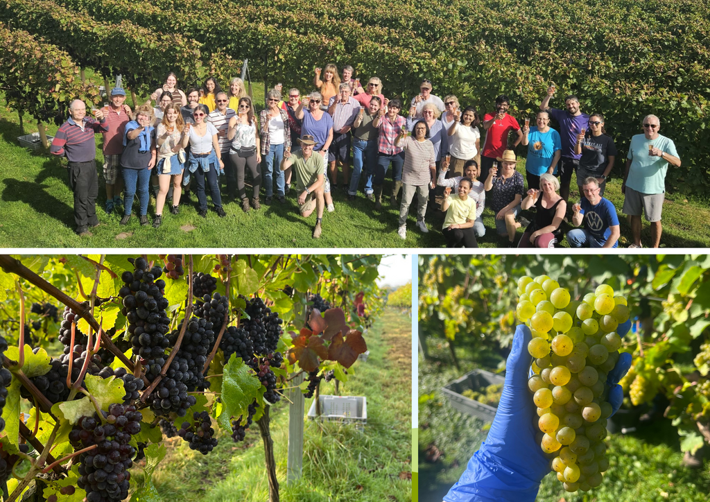 Collage showing our 40-strong harvest volunteers, pinot on the vine and a bunch of chardonnay bigger than a large hand.