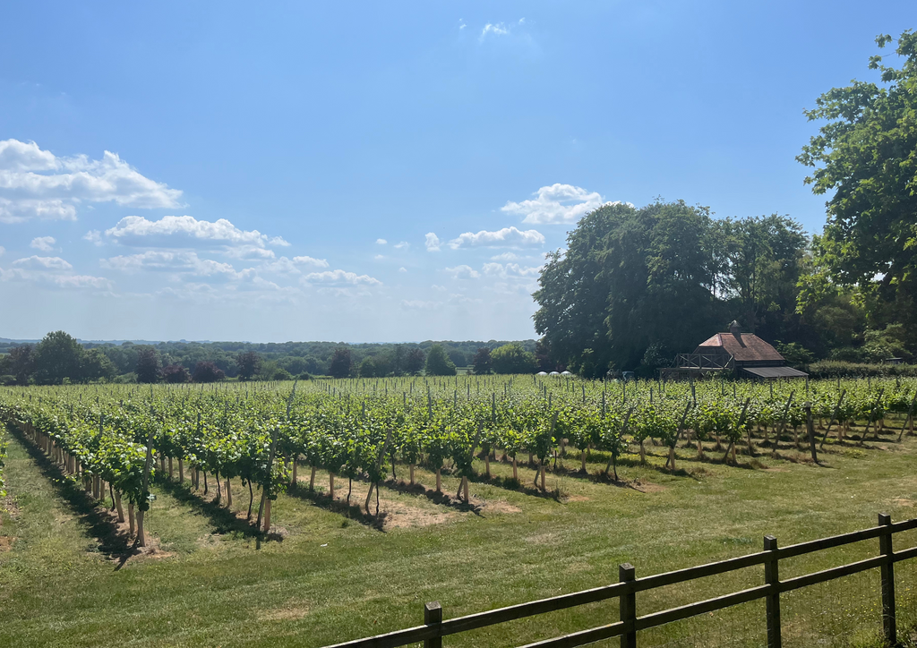 Looking across the vineyard on a hot Summers day