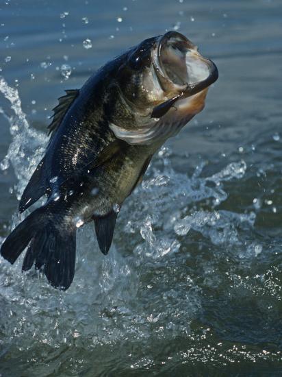 Bassmaster elite series - Garrett Paquette