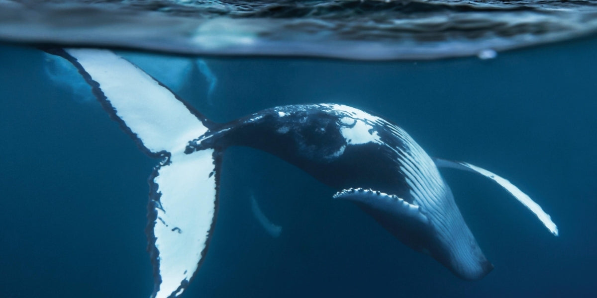 A whale at night— a beautiful sight that attracts astrotourism to Norway