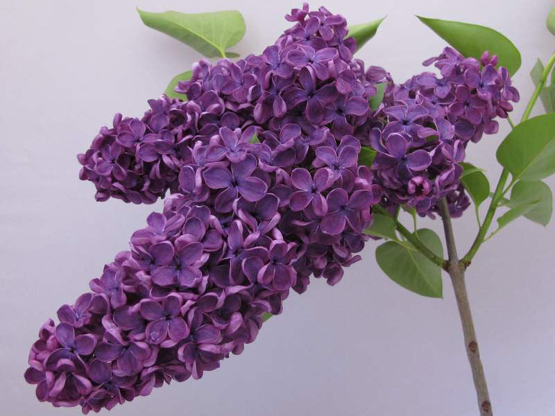 Conrad Art Glass Gardens Lilacs