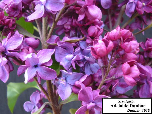 Syringa Vulgaris Lecburg Hope Springs Nursery