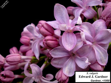 Lilacs Hope Springs Nursery