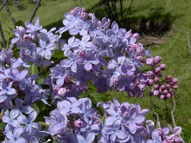 Un Jardin Des Fleurs Gros Doute Sur Mon Nouveau Lilas Et Premier