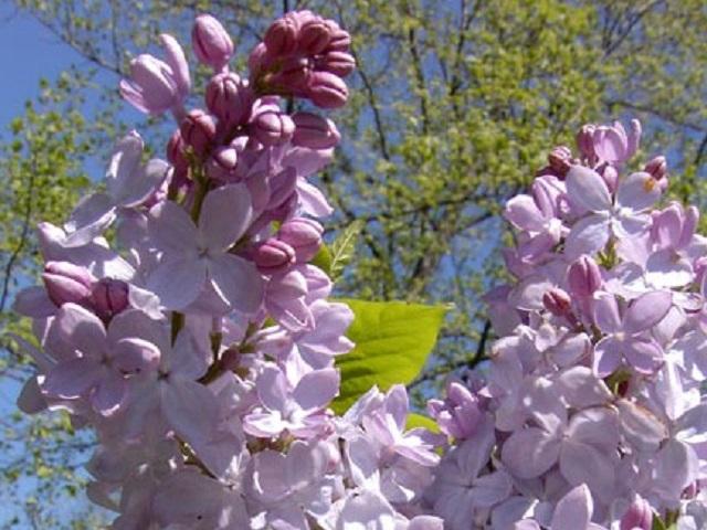 Gardener S Word Lovely Lilacs Syringas In May